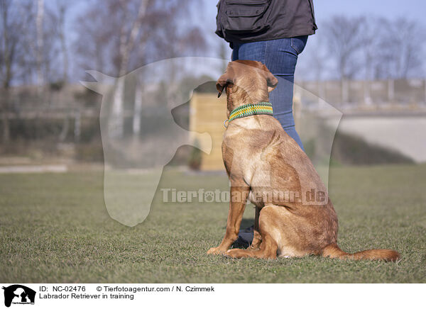 Labrador Retriever in training / NC-02476
