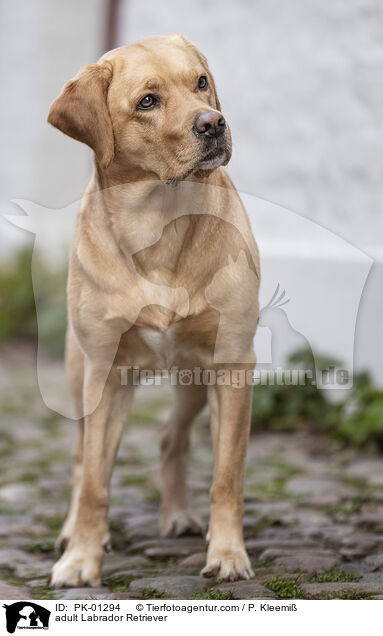 adult Labrador Retriever / PK-01294