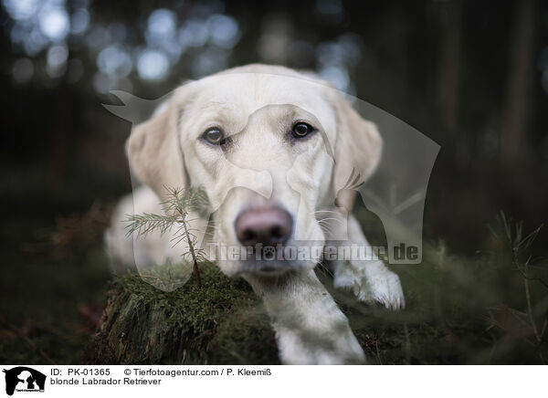 blonder Labrador Retriever / blonde Labrador Retriever / PK-01365