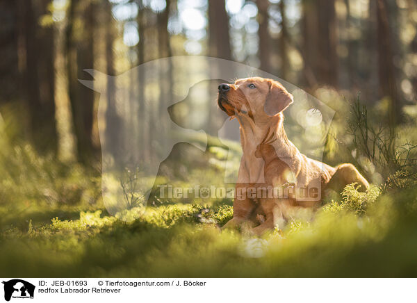 redfox Labrador Retriever / JEB-01693