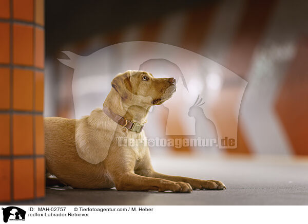redfox Labrador Retriever / MAH-02757