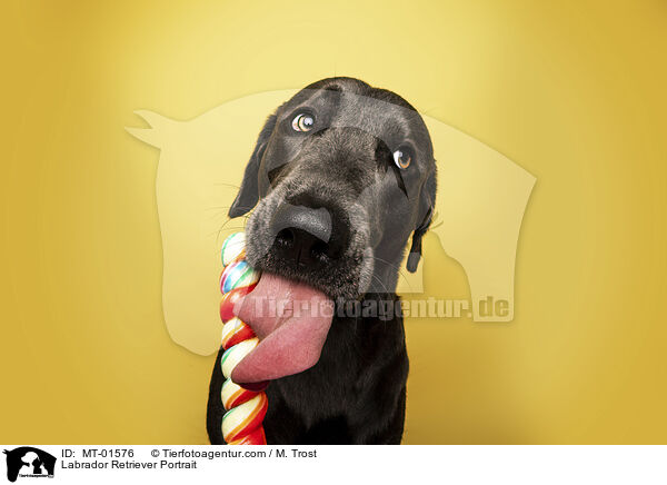 Labrador Retriever Portrait / MT-01576