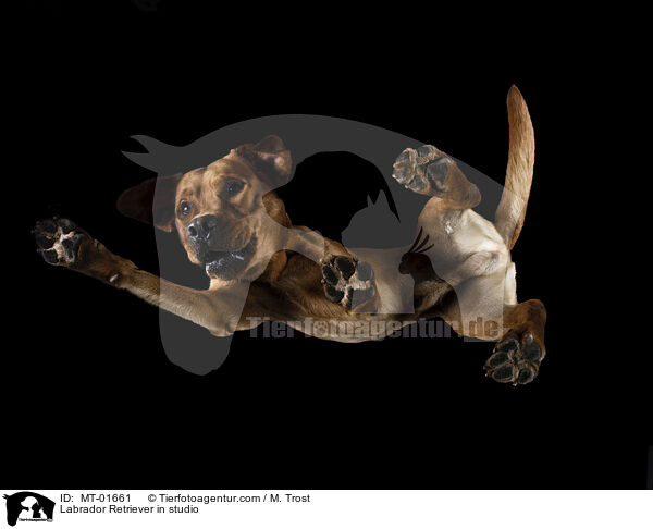 Labrador Retriever in studio / MT-01661