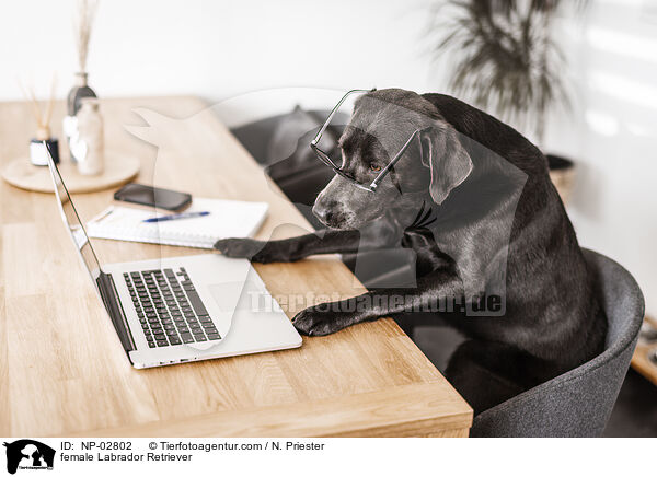 female Labrador Retriever / NP-02802