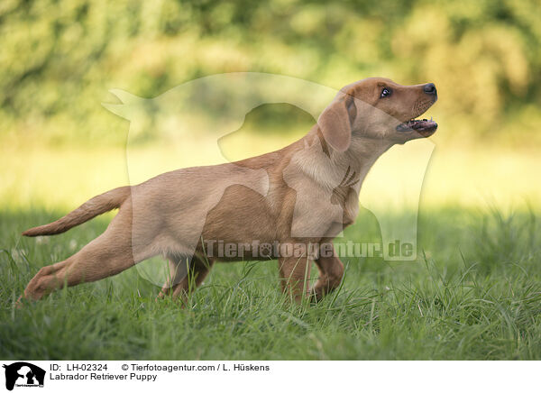 Labrador Retriever Puppy / LH-02324