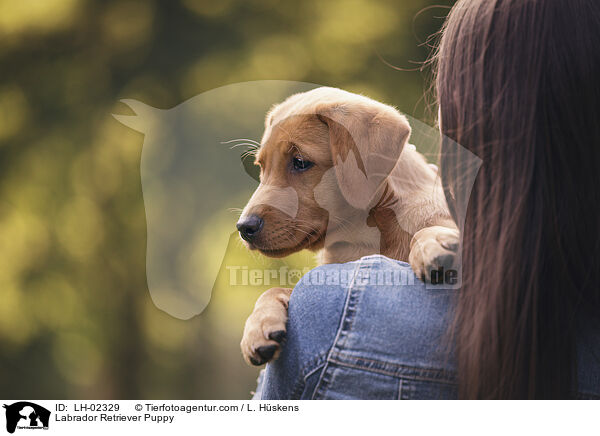 Labrador Retriever Puppy / LH-02329