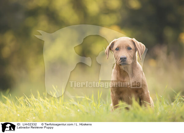 Labrador Retriever Puppy / LH-02332