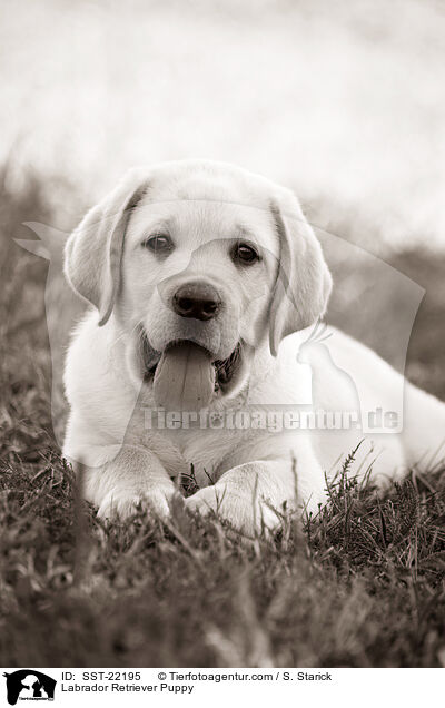 Labrador Retriever Puppy / SST-22195