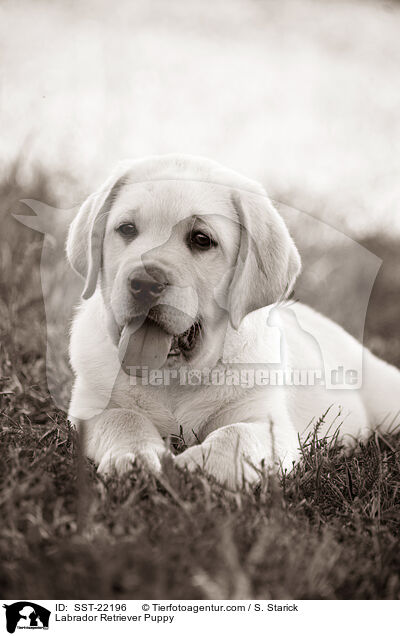 Labrador Retriever Puppy / SST-22196