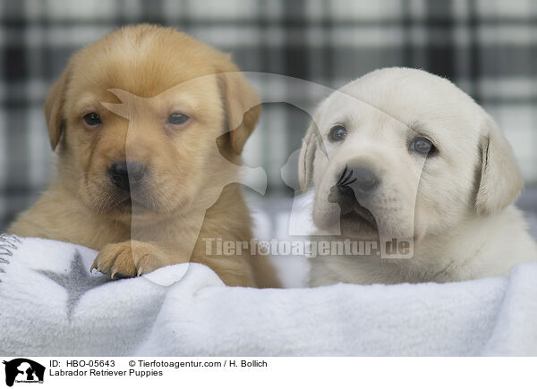 Labrador Retriever Puppies / HBO-05643