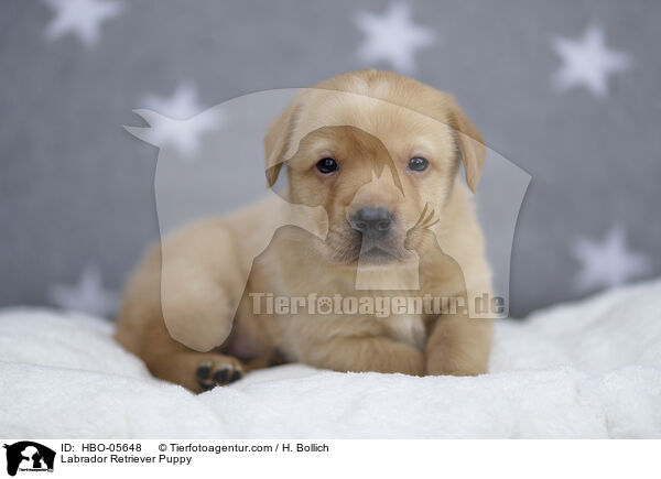 Labrador Retriever Puppy / HBO-05648