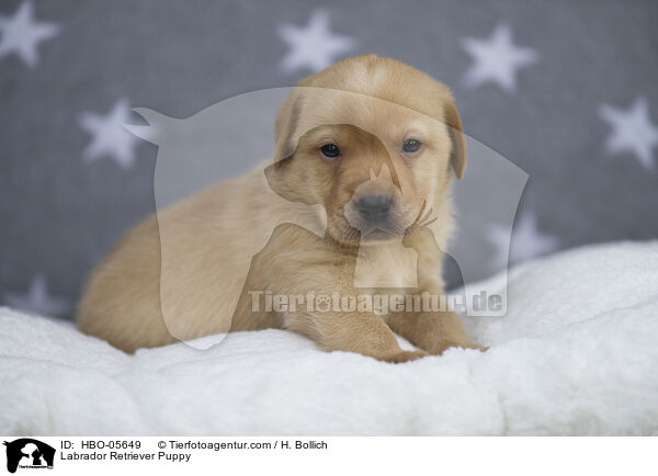 Labrador Retriever Puppy / HBO-05649