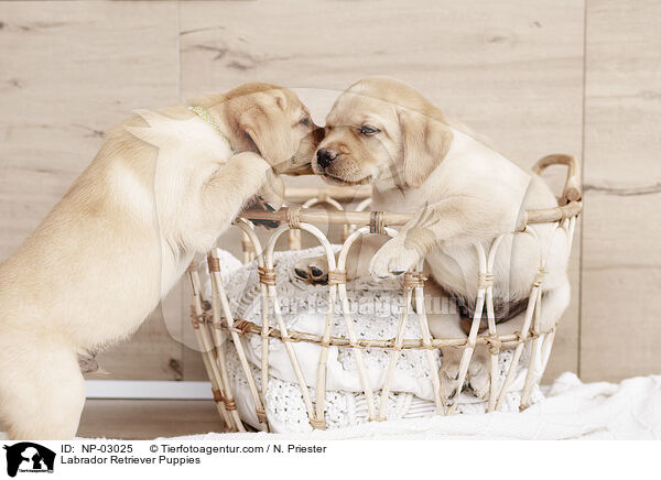 Labrador Retriever Puppies / NP-03025
