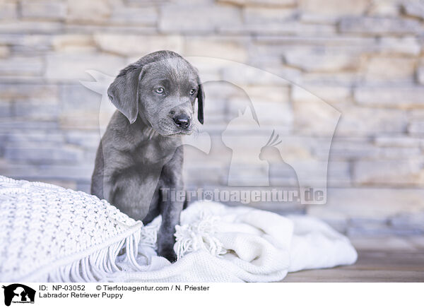 Labrador Retriever Puppy / NP-03052