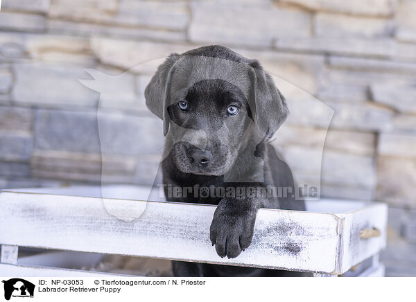 Labrador Retriever Puppy / NP-03053