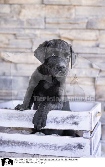 Labrador Retriever Puppy / NP-03055