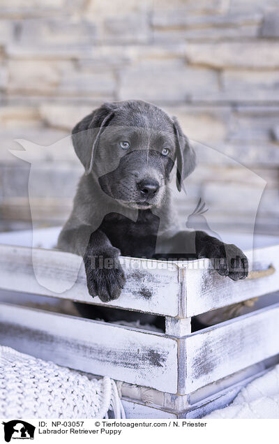 Labrador Retriever Puppy / NP-03057
