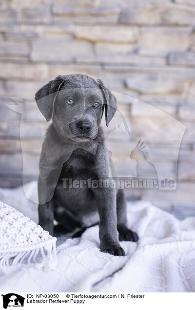 Labrador Retriever Puppy / NP-03058