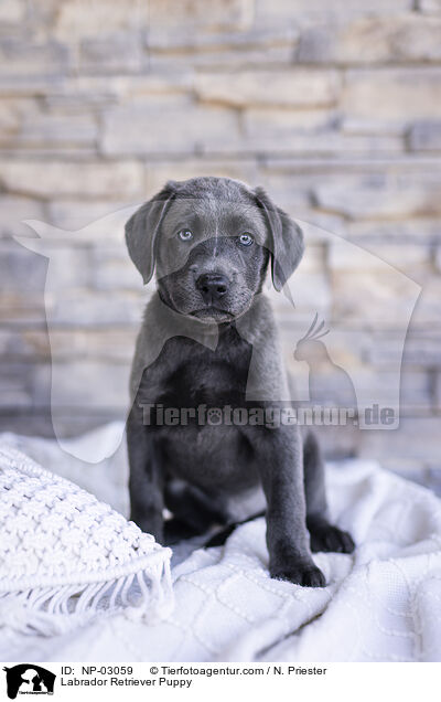 Labrador Retriever Puppy / NP-03059