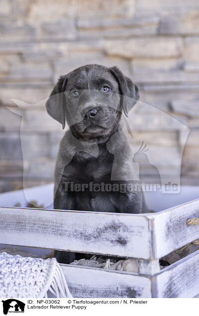 Labrador Retriever Puppy / NP-03062