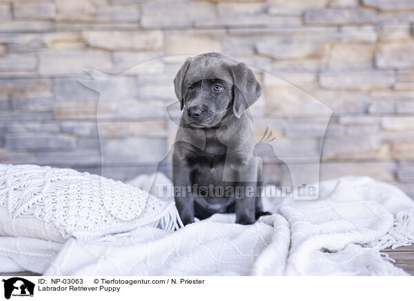 Labrador Retriever Puppy / NP-03063