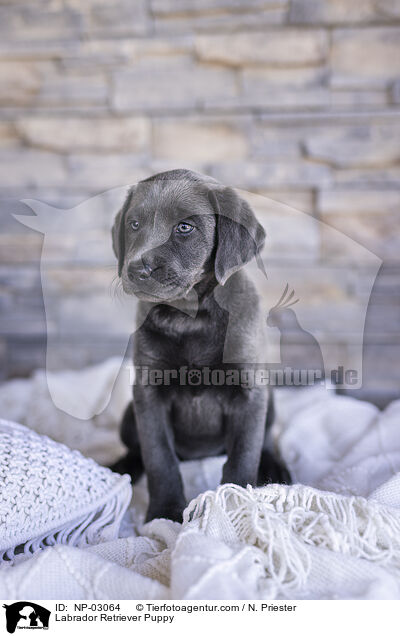 Labrador Retriever Puppy / NP-03064