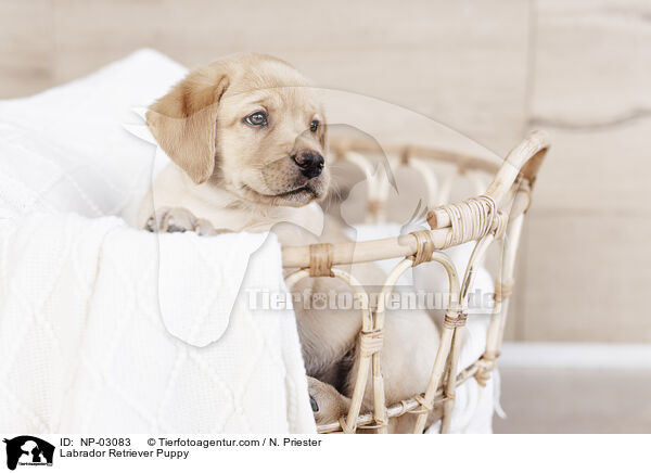 Labrador Retriever Puppy / NP-03083