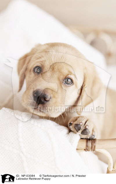 Labrador Retriever Puppy / NP-03084