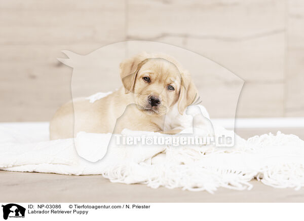 Labrador Retriever Puppy / NP-03086