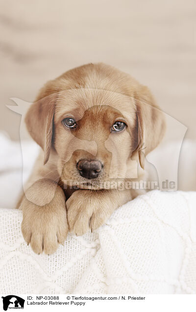 Labrador Retriever Puppy / NP-03088