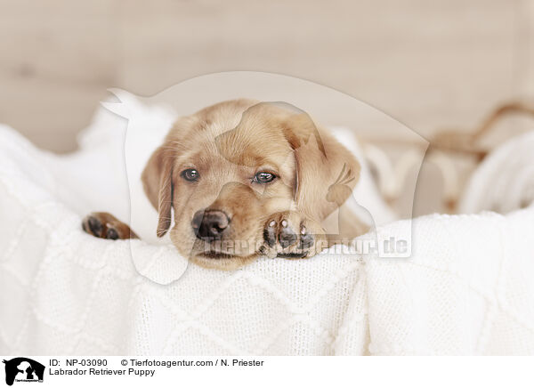 Labrador Retriever Puppy / NP-03090