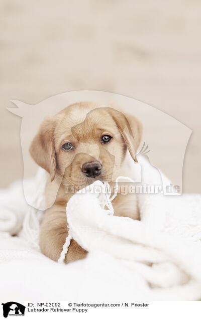 Labrador Retriever Puppy / NP-03092