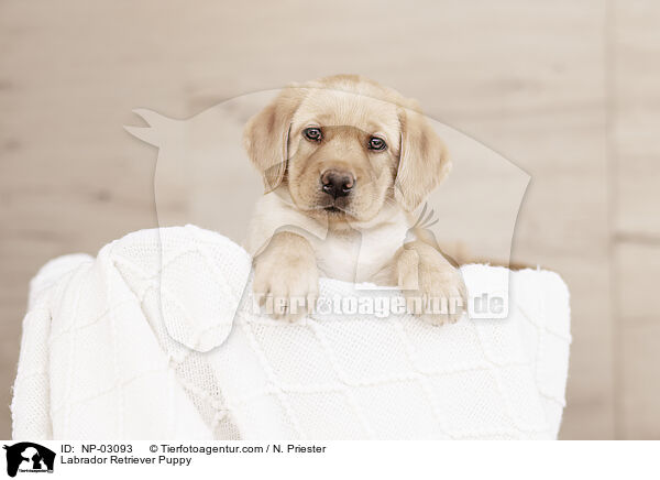 Labrador Retriever Puppy / NP-03093