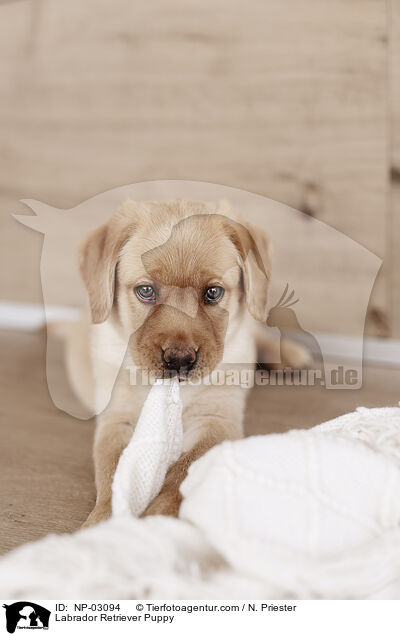 Labrador Retriever Puppy / NP-03094