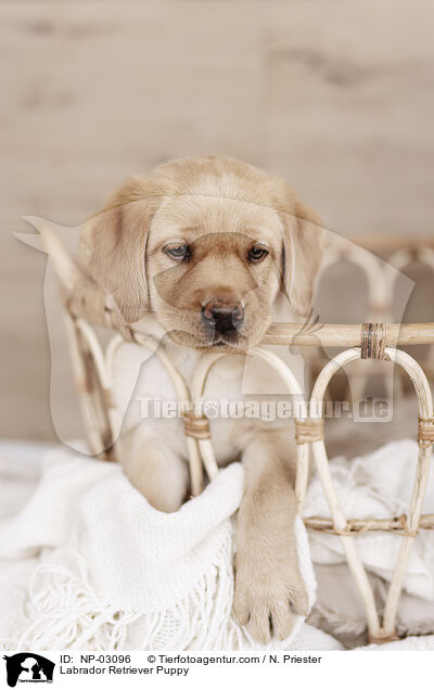 Labrador Retriever Puppy / NP-03096