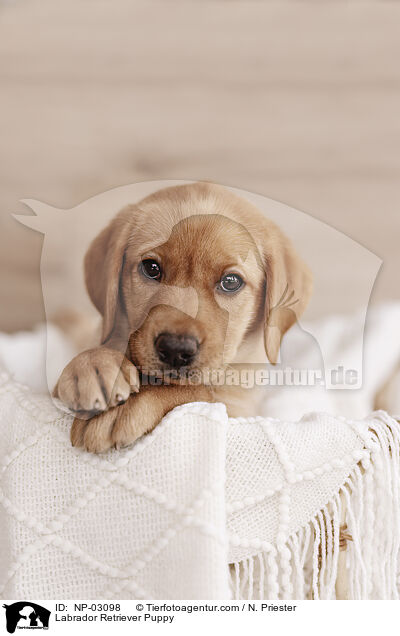 Labrador Retriever Puppy / NP-03098