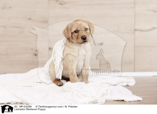 Labrador Retriever Puppy / NP-03099