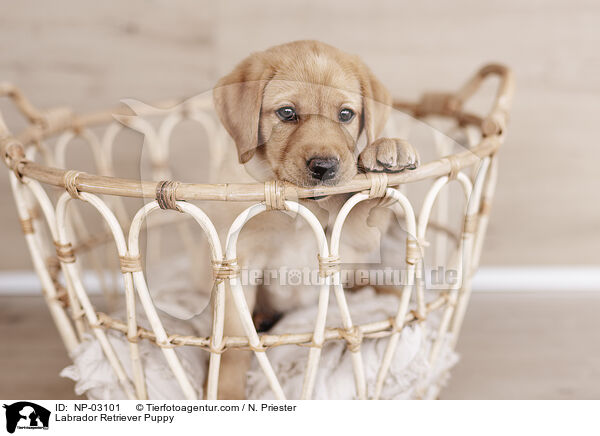 Labrador Retriever Puppy / NP-03101