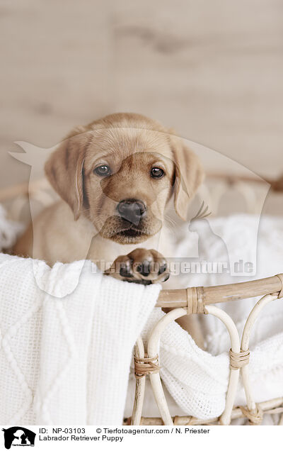Labrador Retriever Puppy / NP-03103