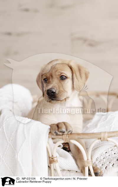 Labrador Retriever Puppy / NP-03104