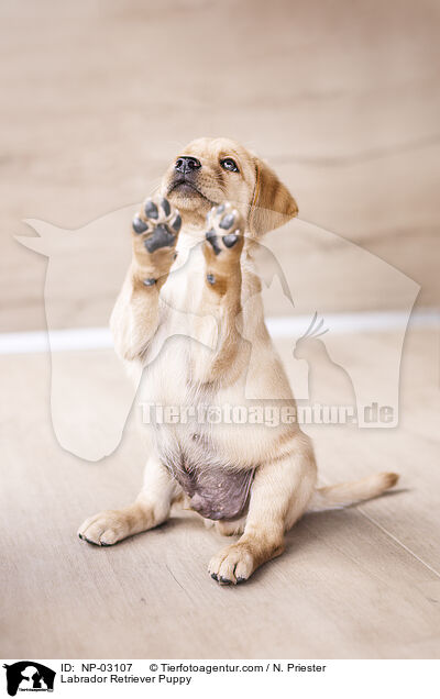 Labrador Retriever Puppy / NP-03107