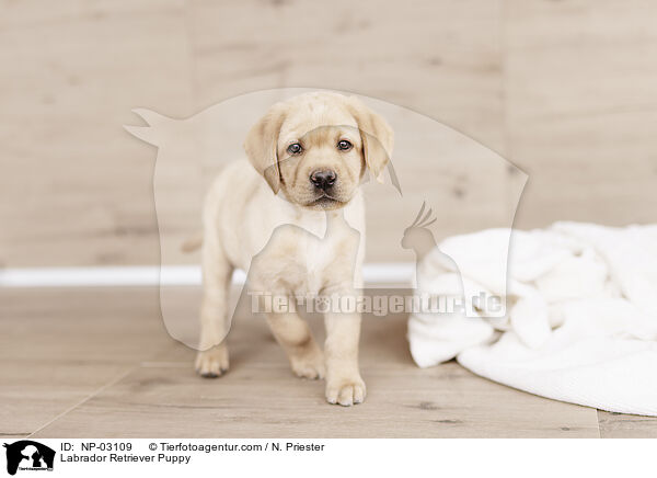 Labrador Retriever Puppy / NP-03109