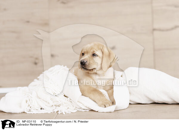 Labrador Retriever Puppy / NP-03110