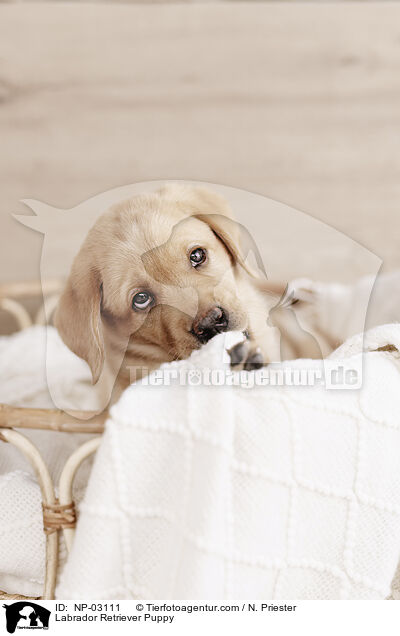 Labrador Retriever Puppy / NP-03111