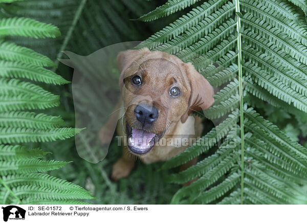 Labrador Retriever Puppy / SE-01572