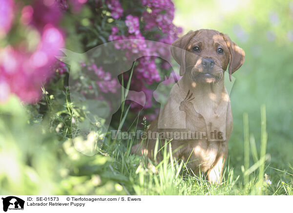 Labrador Retriever Puppy / SE-01573