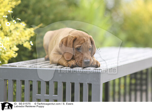 Labrador Retriever Welpe / Labrador Retriever Puppy / SE-01575