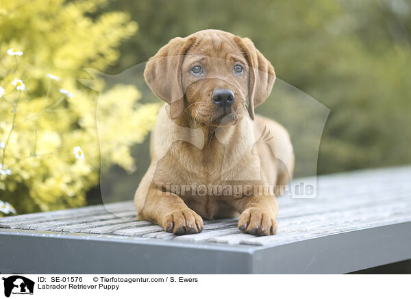 Labrador Retriever Puppy / SE-01576