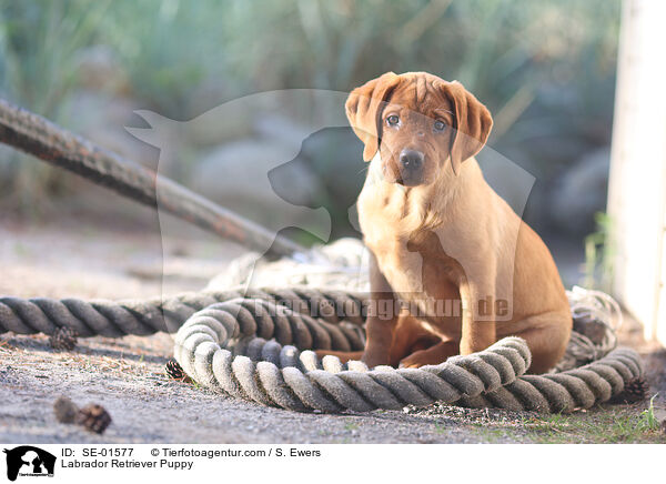 Labrador Retriever Puppy / SE-01577