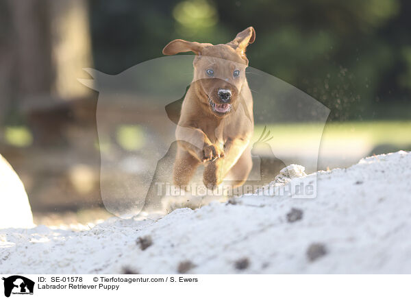 Labrador Retriever Puppy / SE-01578